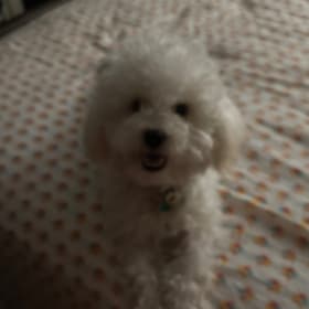 Nala
