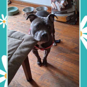 Daisy