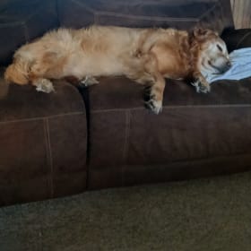 Kolby