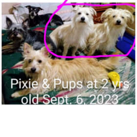Pixie