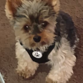 Frankie Gomez