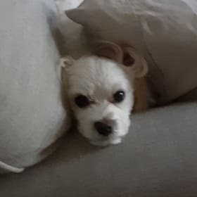 Loki