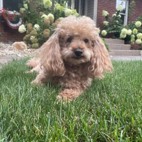 Tucker