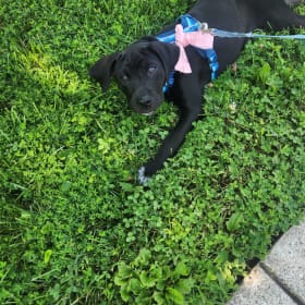 Domino