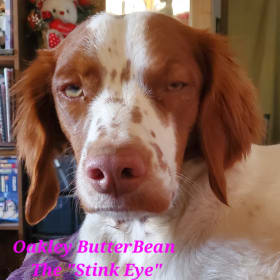 Oakley ButterBean