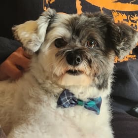 Gizmo