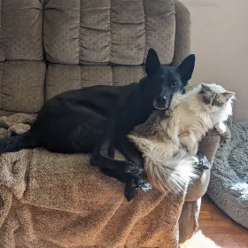 Loki