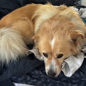 Piper