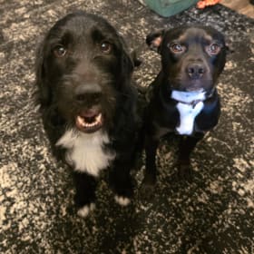 Sammy and Mooney