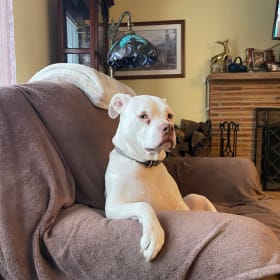 Loki