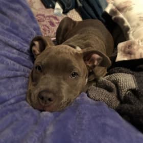 Zoe