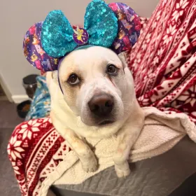Gordo