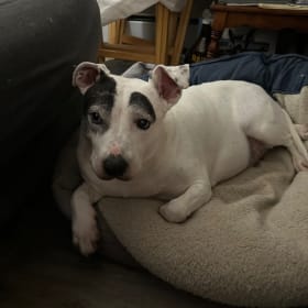 Scout