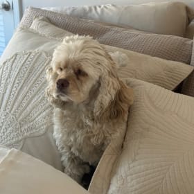 Roxi