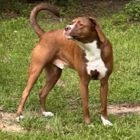 Buford