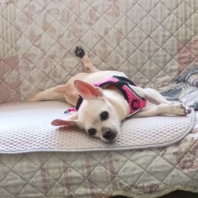 Stella