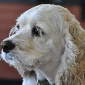 SWIMMIE