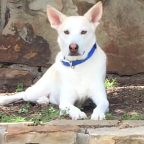 Koda