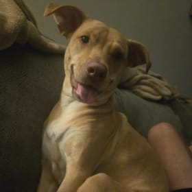 Roobie
