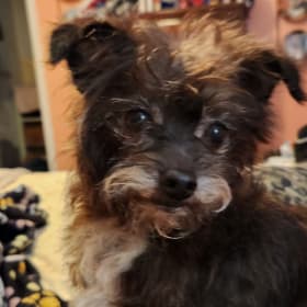 Rolo
