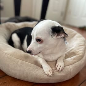 Poppy