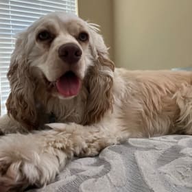 Falkor