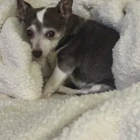 Tia