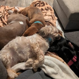 RigbyPiperGingerMaisey