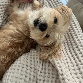 Cooper