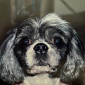 Gizmo