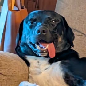 BUDDY