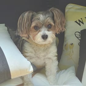Wessie