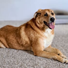 Gracie
