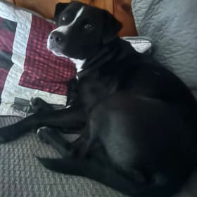 Moxie