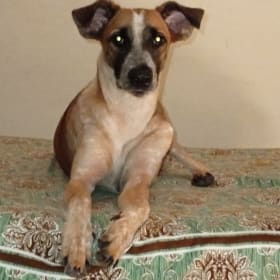 Chipkala