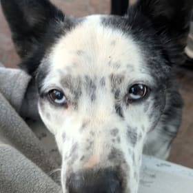 Frankie