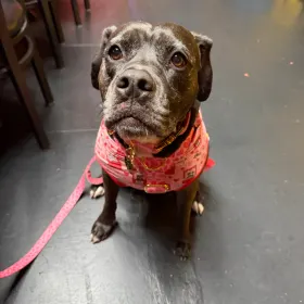 Lila