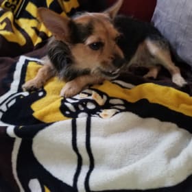 Steeler