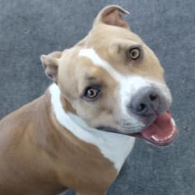 Roxie