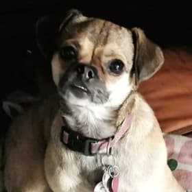 Stella