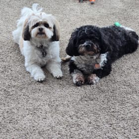 Shelby-Lucy