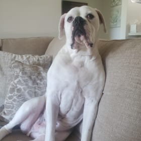 Duke