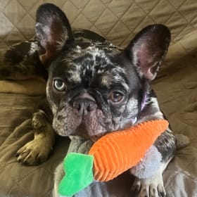 Nova