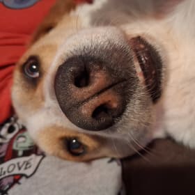 Bailey