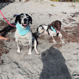 Scout and Goose