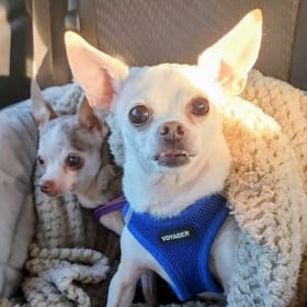 Chloe and Snoopy Mann