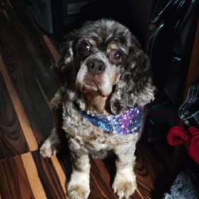 Miss Lucy Lu
