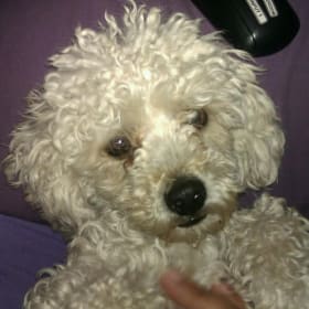 Spencer