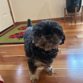Kokomo