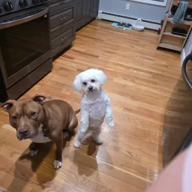 Simba and Molly